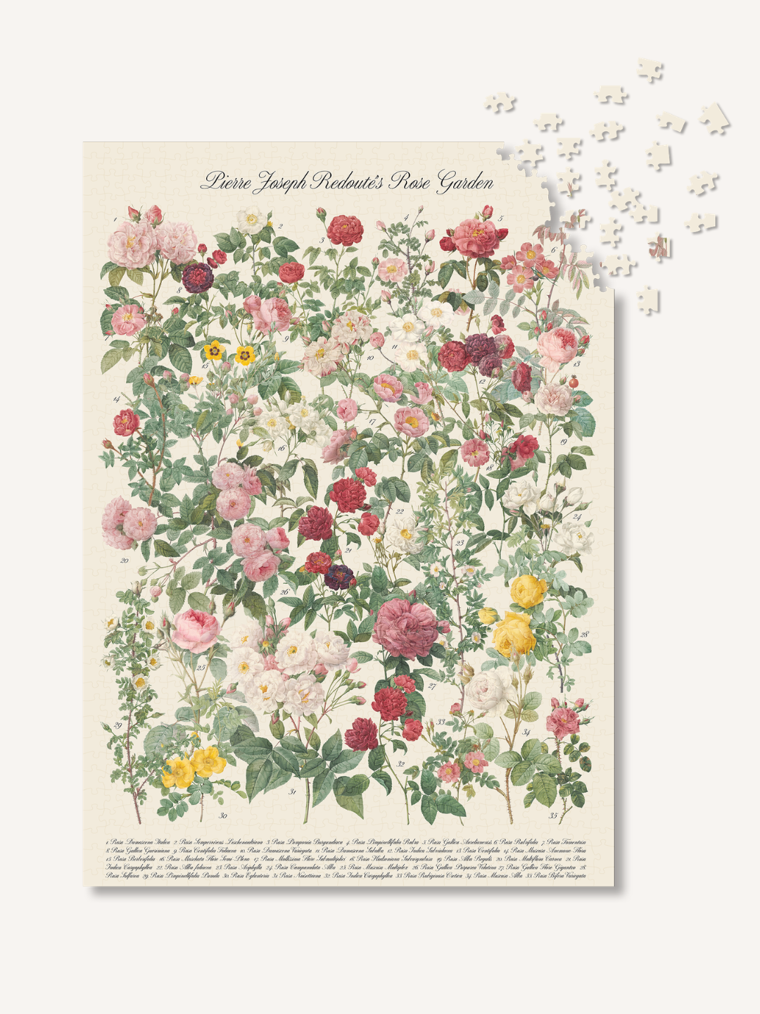 The Roses - 1000 Piece Puzzle